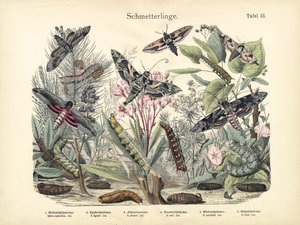 Papillons, vers 1860